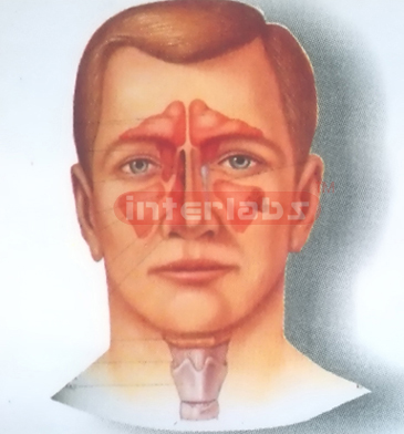 HEAD,NOSE, THROAT CAVITY COMPARISON MODEL INSIDE & OUTSIDE FACE